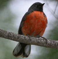 Slate-throated Redstart