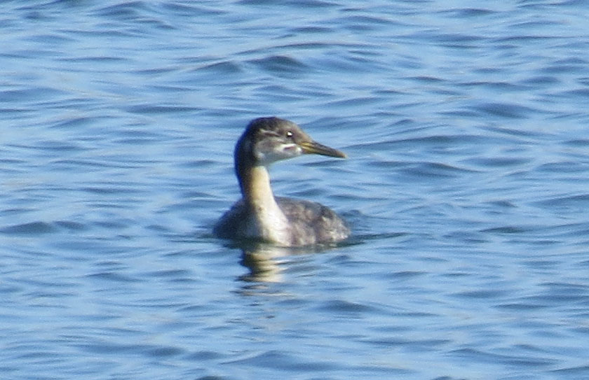 Red-necked Grebe