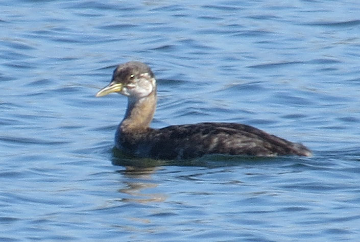 Red-necked Grebe