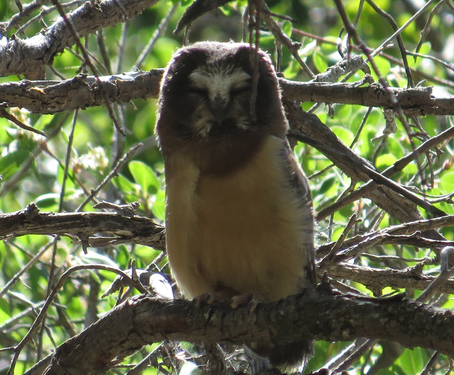 Fledgling Saw-Whet