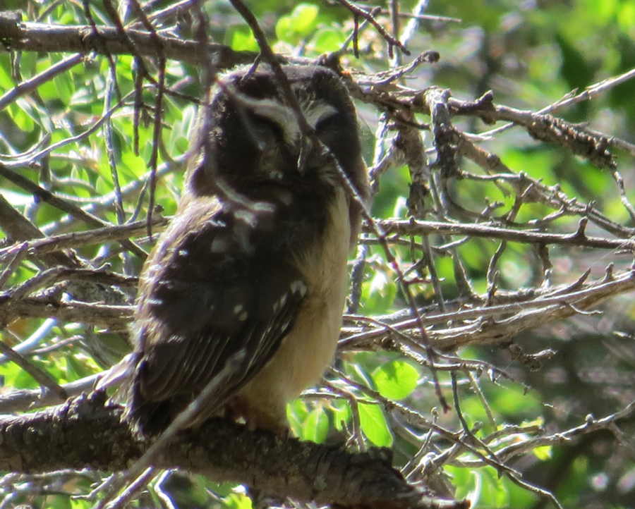 Fledgling Saw-Whet