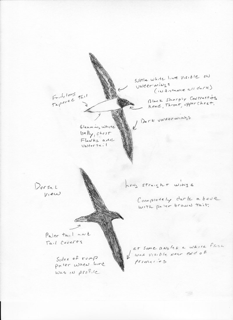 Tahiti Petrel